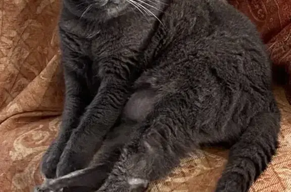 Animaux perdus Auxerre, photo: Chatte chartreux grise aveugle perdue à Auxerre