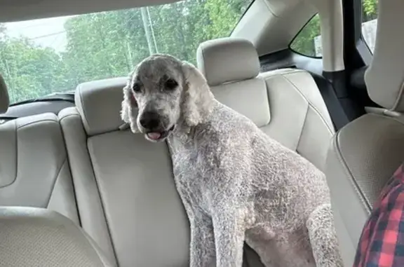 Help Find Otis: Limping Dog Missing!