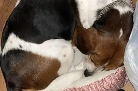 Lost Beagle: Unique Markings, Wakeman