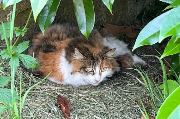 Chat trouvé Angers, photo: Chat trouvée avec 3 chatons à Angers
