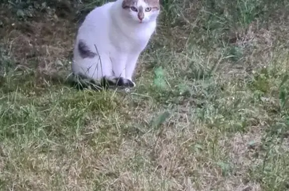 Animaux trouvés , photo: Chat blanc tacheté marron rue des Lilas