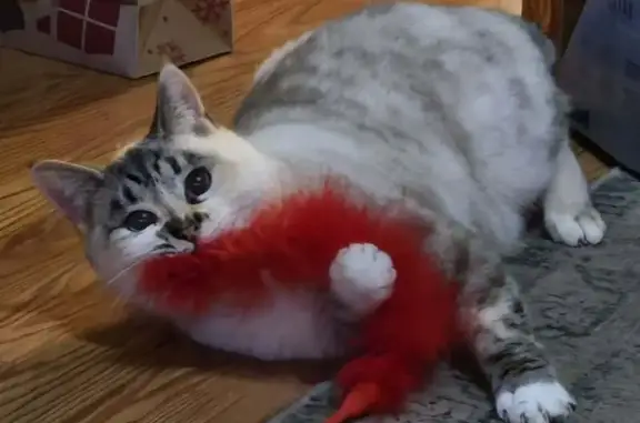Lost Cat: Shy Toasty with Blue Eyes