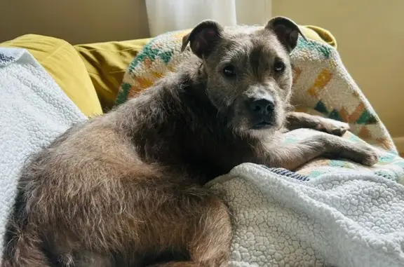 Lost Dog: Brown/Brindle, Emily Lane