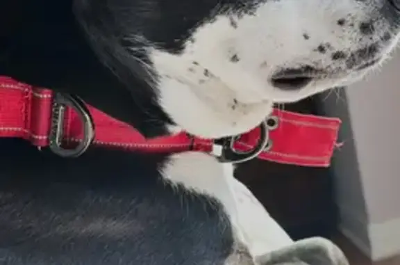 Lost Dog: Friendly, Blue-Eyed in Palatine