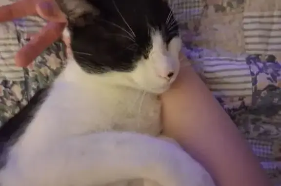 Lost Tuxedo Cat: Heart-Shaped Nose