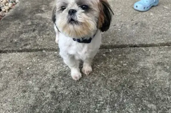 Found Shih Tzu: White & Brown, No Tags