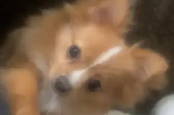 Lost Dog: Friendly Brown Pup Missing