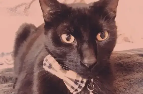Lost: Arthur, Black Cat with Unique Mark