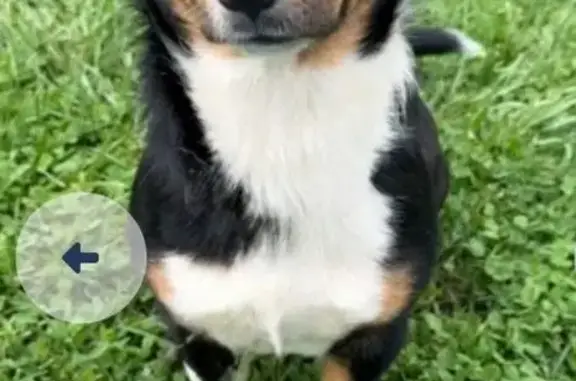 Lost Dog: Black & Tan, Red Leash, Farragut