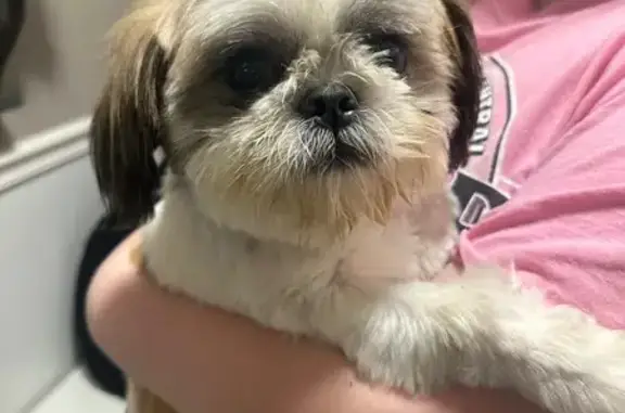 Found Shih Tzu: Stop 11 & Inverness Dr.