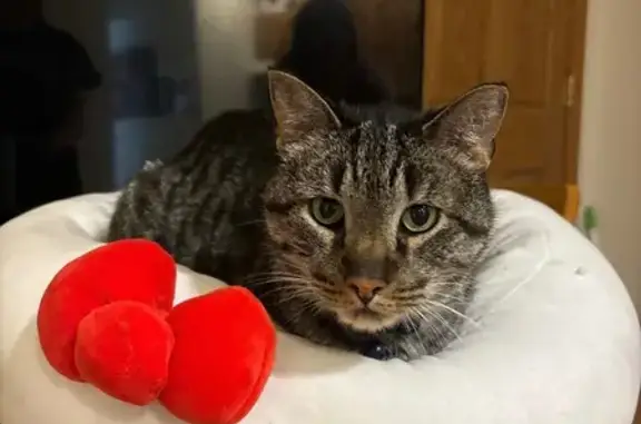 Lost Cat: Declawed, Blue Collar, Chicago
