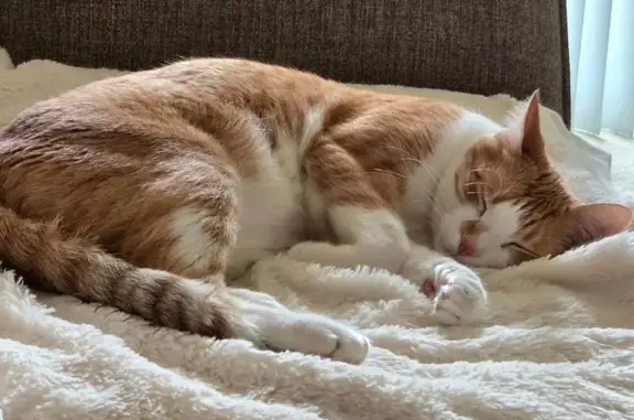 Lost Tabby Cat: South Lake Drive Area