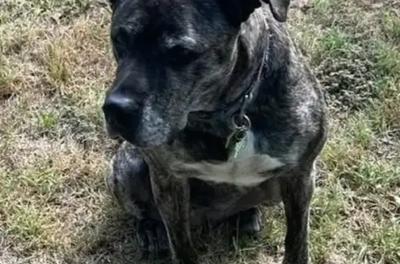Lost Brindle Dog: South Brookhaven St.