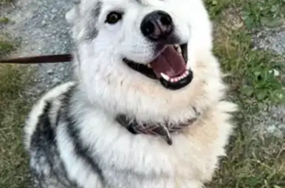 Lost Dog: Gray/Black, Microchipped, MO