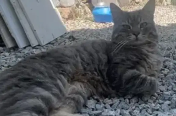 Chat perdu, Néoules, photo: Chat tigré gris perdu à Néoules