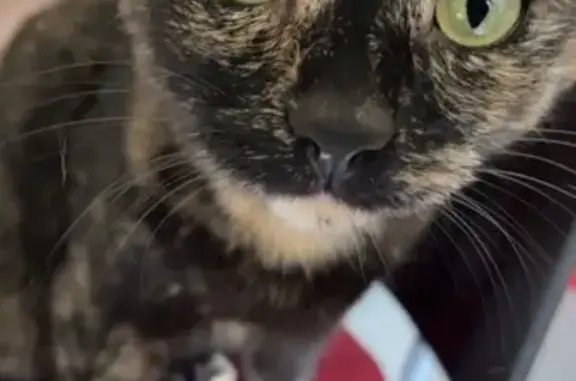 Chat perdu, Toulouse, photo: Chatte perdue: Maya, noire et rousse, Toulouse