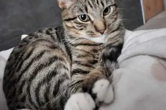 Lost Tabby Cat Milo - Willows Rd, 89