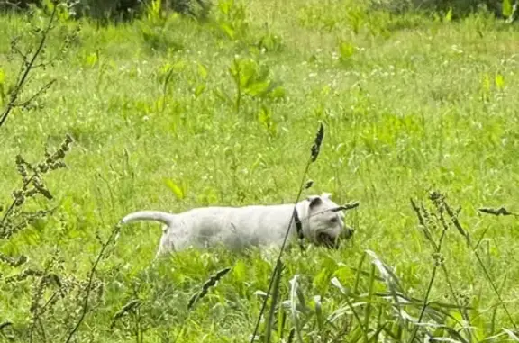 Animaux trouvés , photo: Chien marron blessé à Plufur, Bretagne