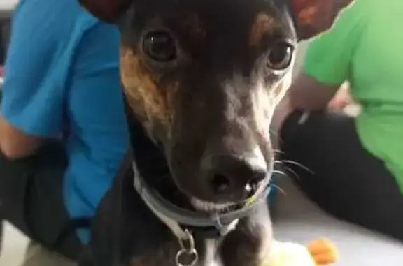 Perro Perdido en Valencia: Zeus, 9 Meses