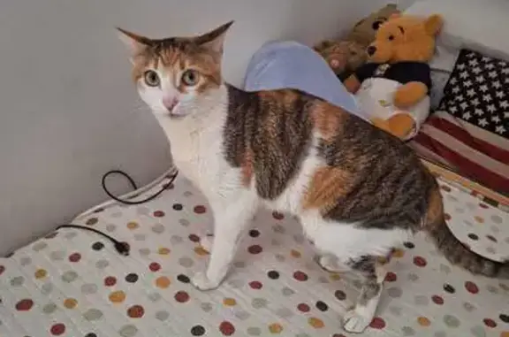 ¡Gato Tricolor Perdido en Calle del Jaspe, 34!