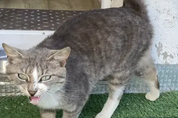 Animaux trouvés Mauvezin, photo: Chat gris-blanc craintif trouvé à Mauvezin
