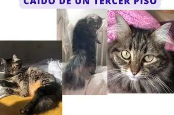 ¡Ayuda! Gata Perdida en Calle de Oltra, 17
