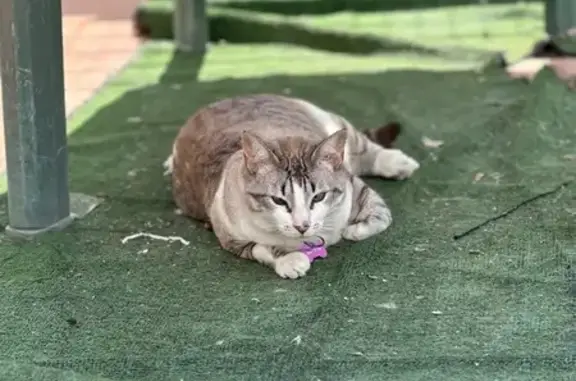 Se busca: Gata Gris y Blanca Perdida en Alcantarilla