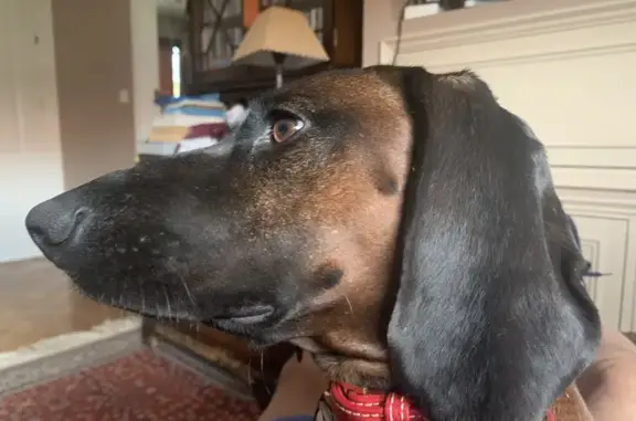 Perro Sabueso de Baviera Perdido en Marbella