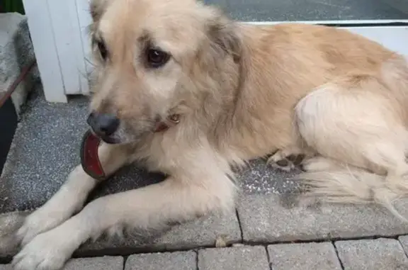 cachorro encontrada