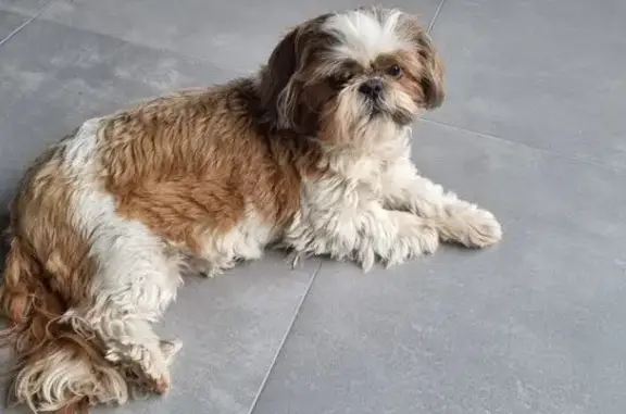 Animaux trouvés , photo: Shi Tzu perdue, marron/beige à Prouzel