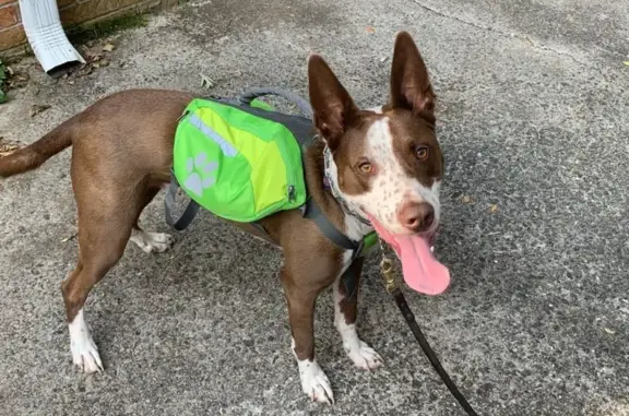 Lost Dog Jack: Brown & White in Lilburn