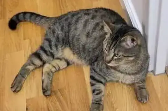 Animaux perdus Orléans, photo: Chat perdu, tatoué, puce, Orléans