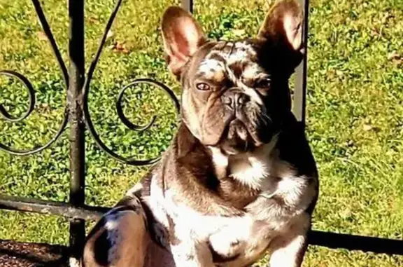 Lost French Bulldog in Knoxville Area