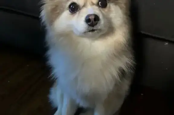Lost Pomsky in Urbana, OH: Meet Tina!