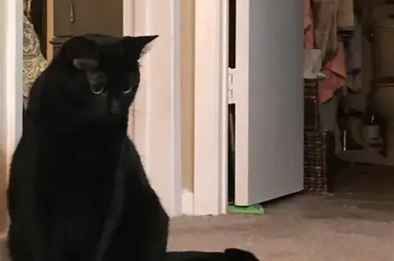 Lost Black Cat: Help Find Marcia's Pet!