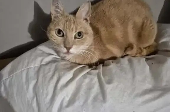 Chat perdu, mâchoire douloureuse, Sedan - photo