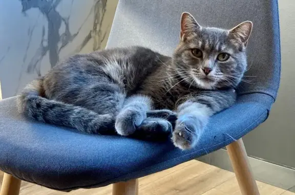 Chatte perdue à Saint-Félix-de-Lodez - photo