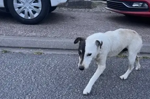 Jack Russel âgé trouvé à Saint-Myon - photo