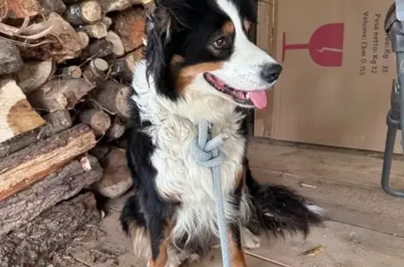 Chien trouvé Baden, photo: Berger australien femelle trouvée à Baden