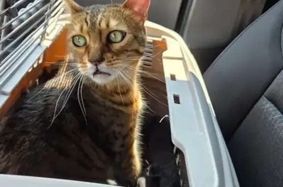 Friendly, Talkative Cat Found in Minnetonka