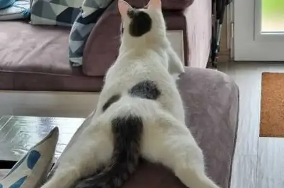 Animaux perdus Vendôme, photo: Chat blanc à tâches noires perdu à Vendôme