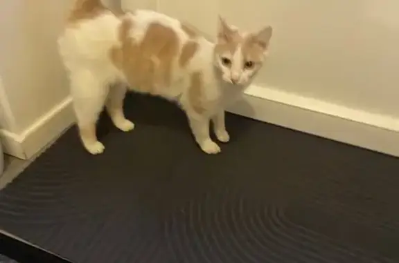 Chat orange et blanc trouvé à Alençon - photo