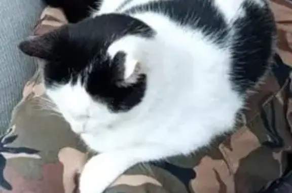 Animaux perdus La Seyne-sur-Mer, photo: Chat perdu noir et blanc à La Seyne-sur-Mer