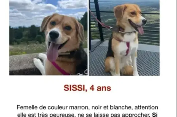 Chien perdu , photo : Chienne perdue, collier rose, Loubeyrat