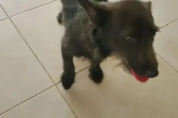 Petit chien noir trouvé Rue des Lilas - photo