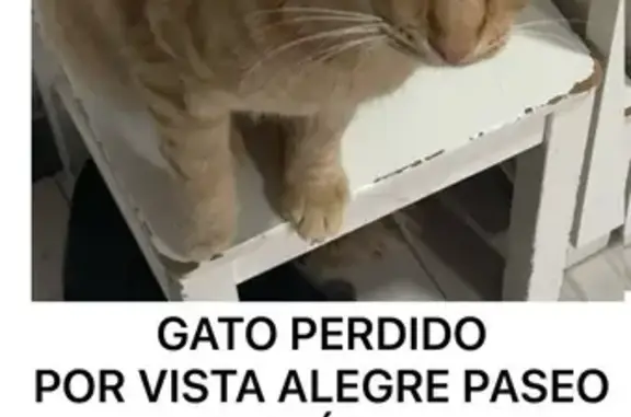 Gato Amarillo Perdido en Murcia: Muy Cariñoso