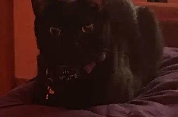 Lost Black Cat: Orange Eyes, Unique Tail