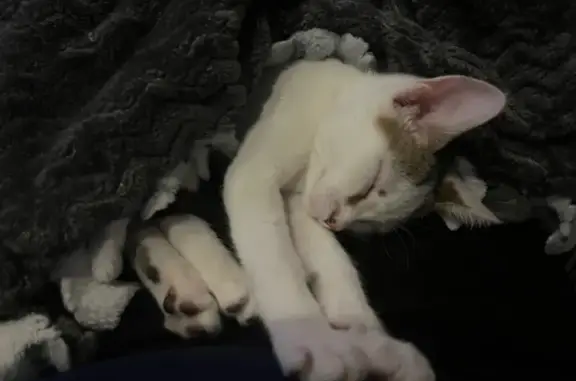 Lost Cat Nea on FM 730, Azle - Help!