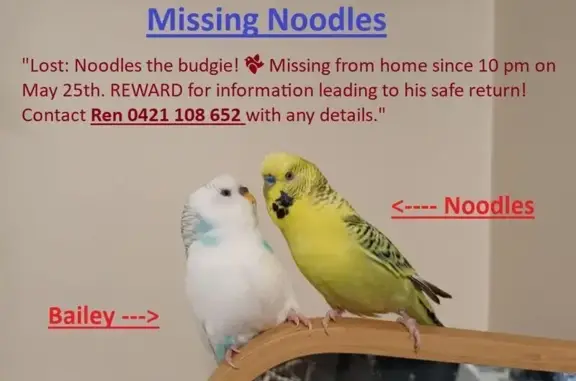 Lost Yellow Budgie: Answers to...