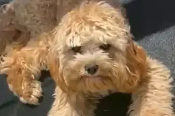 Lost Cavoodle Bella: Light Brown & Friendly